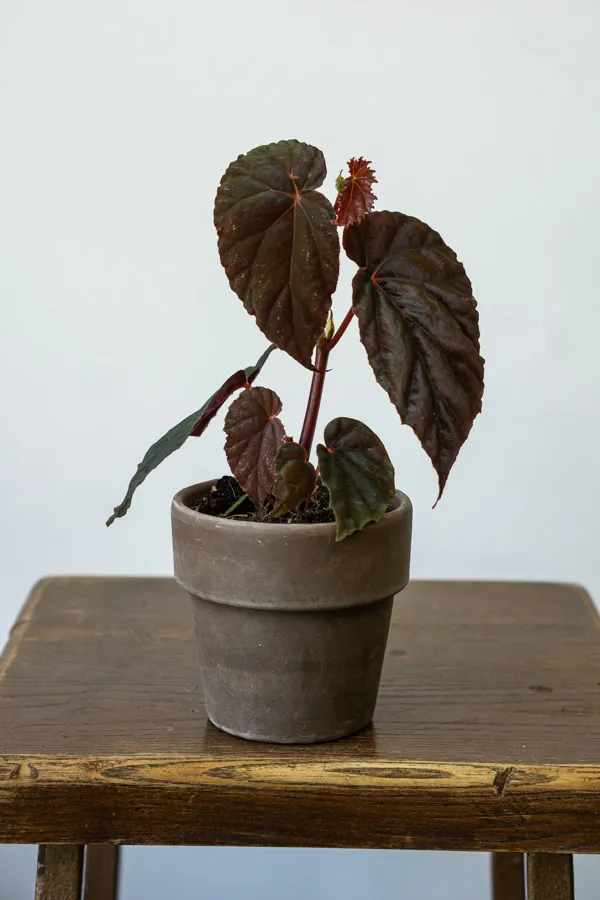Begonia 'Black Blood'