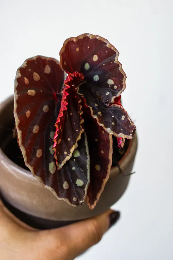 Begonia darthvaderiana Green Spot