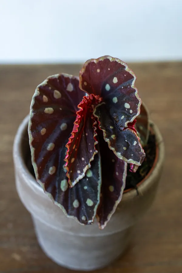 Begonia darthvaderiana Green Spot