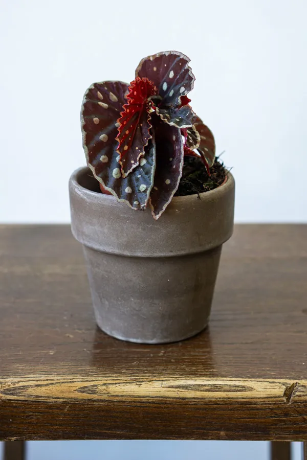 Begonia darthvaderiana Green Spot