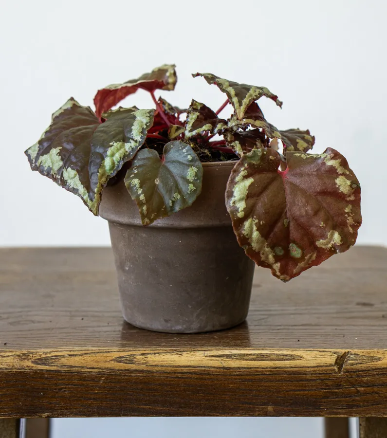Begonia ignita