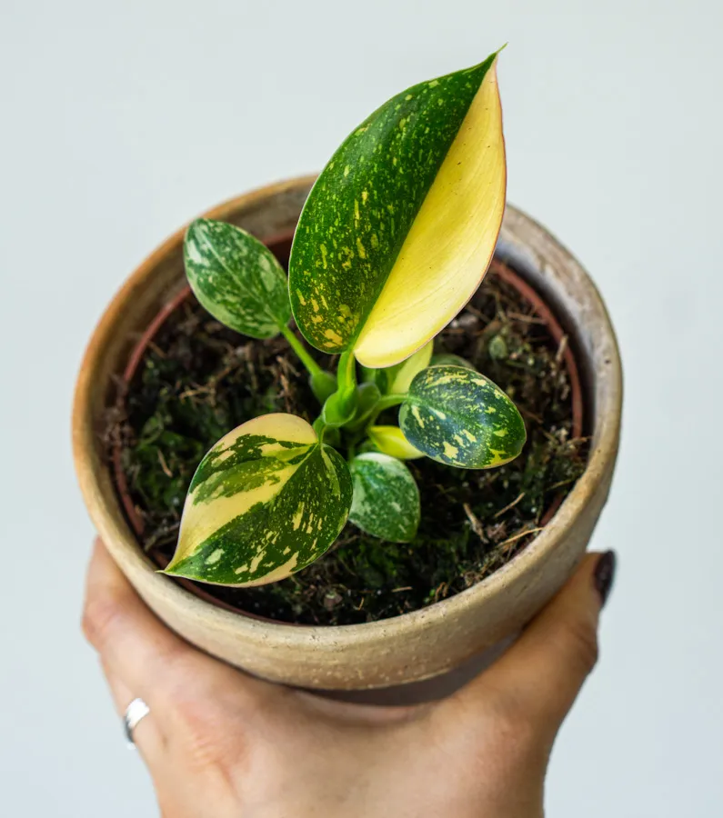 Philodendron Green Congo Hybrid (extra)