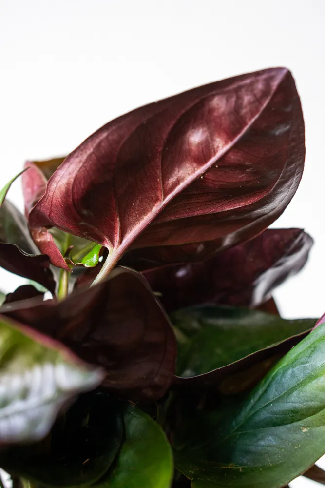 Syngonium Erythrophyllum