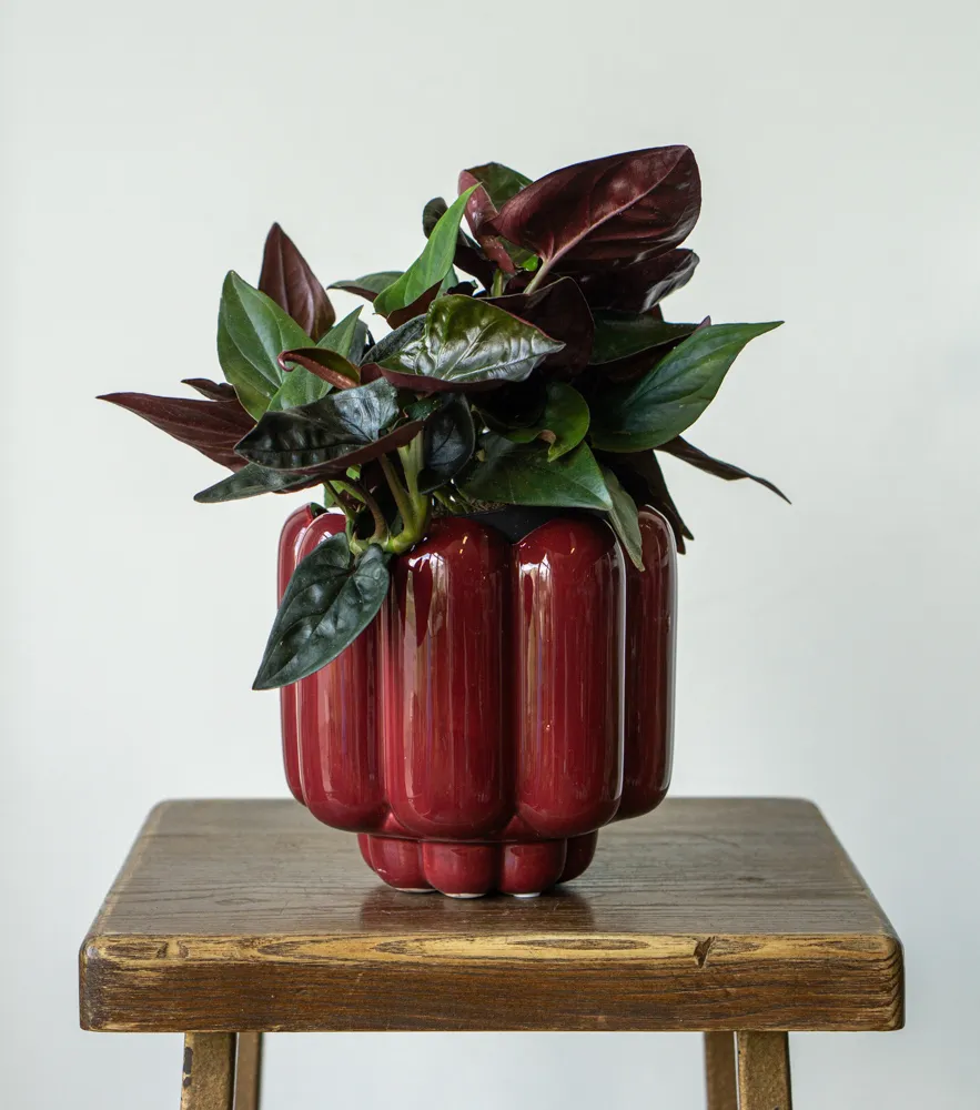 Syngonium Erythrophyllum
