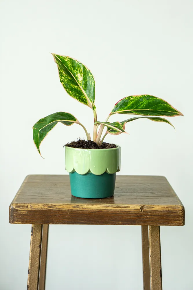 Midi Aglaonema Salmon fantasy