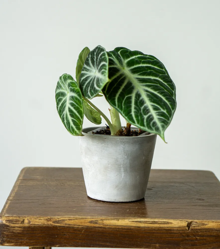 Alocasia Ninja variegata (8) - revert
