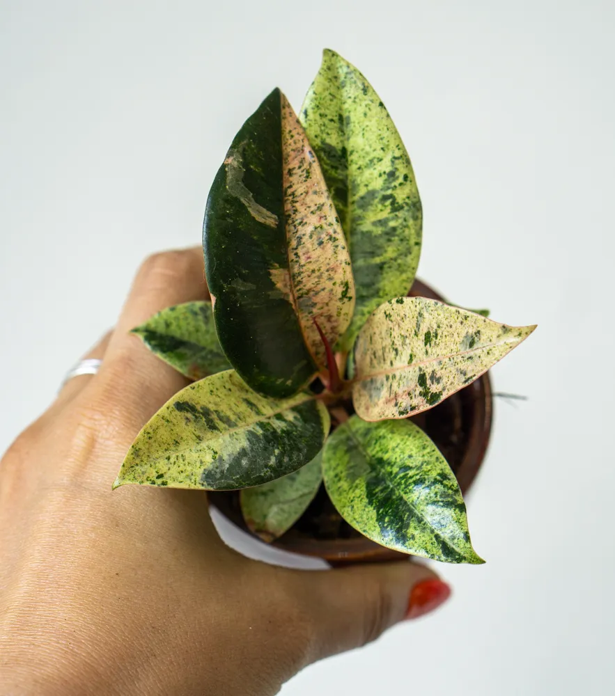 Baby Ficus Shivereana "Moonshine"