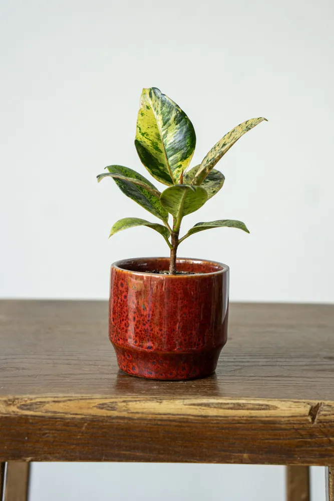 Baby Ficus Shivereana "Moonshine"