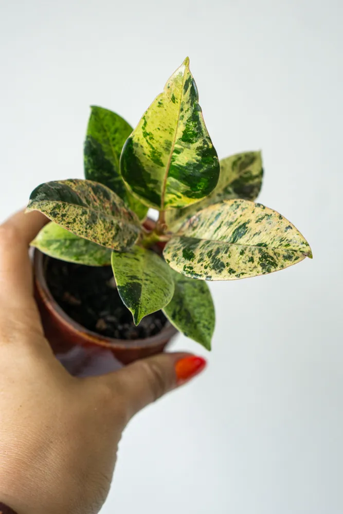 Baby Ficus Shivereana "Moonshine"