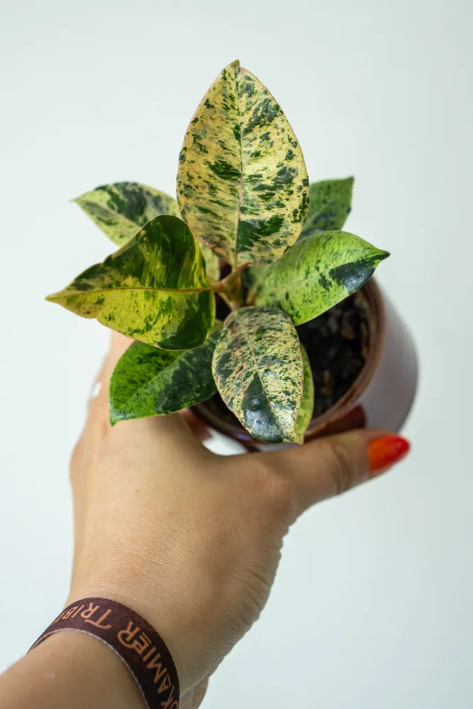 Baby Ficus Shivereana "Moonshine"
