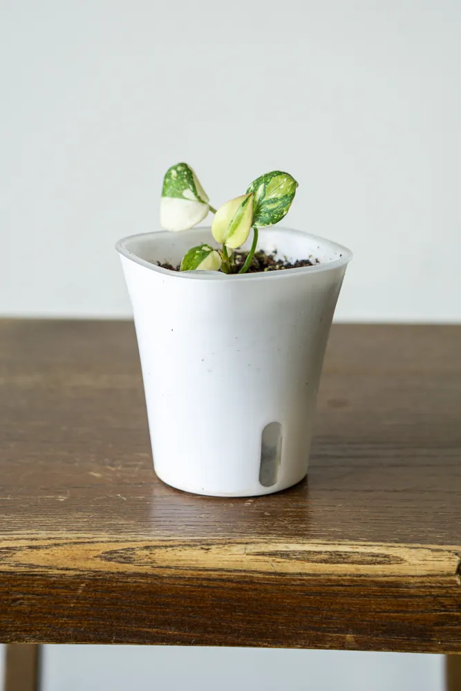🦄 Baby Philodendron Gloriosum Tricolor (samozavlažovací kvetináč)