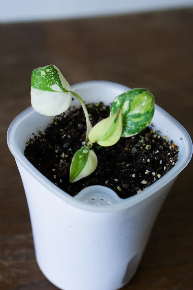 🦄 Baby Philodendron Gloriosum Tricolor (samozavlažovací kvetináč)