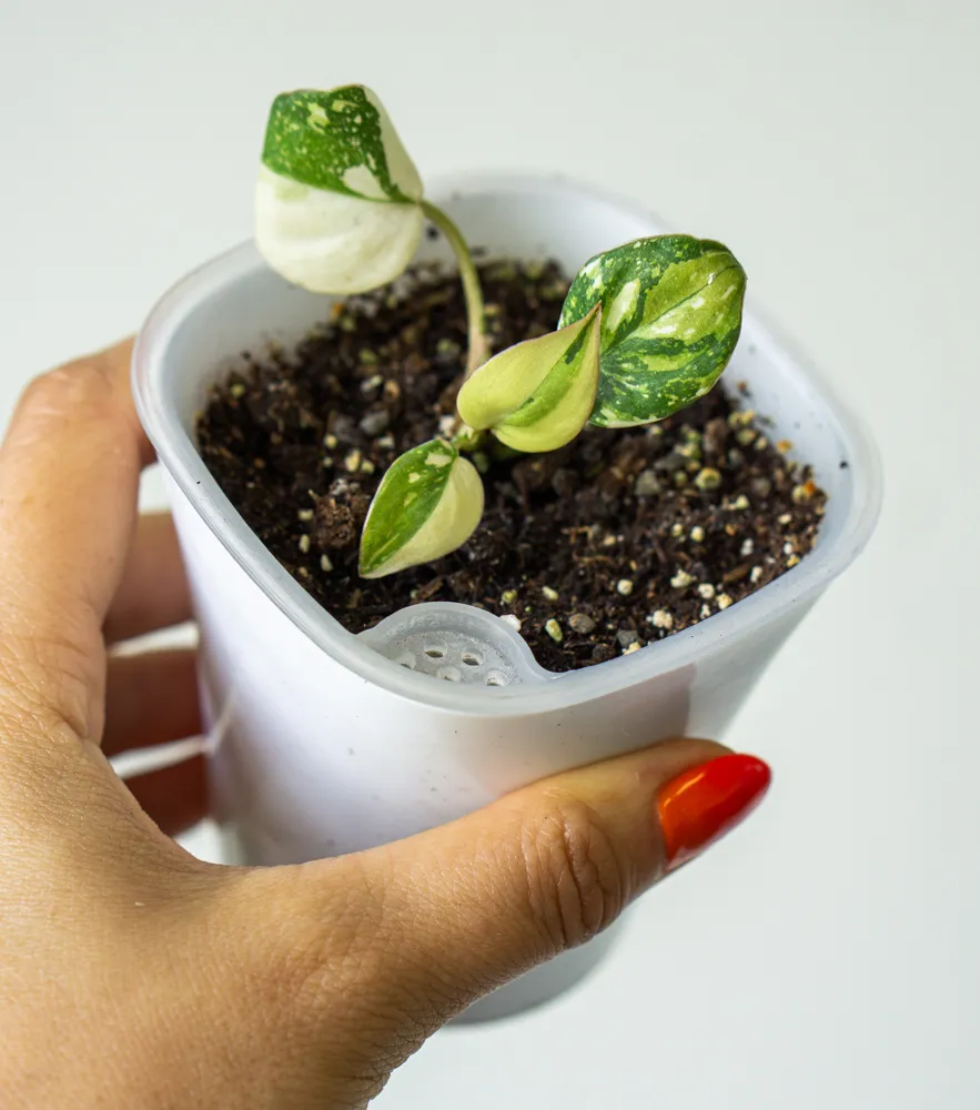 🦄 Baby Philodendron Gloriosum Tricolor (samozavlažovací kvetináč)
