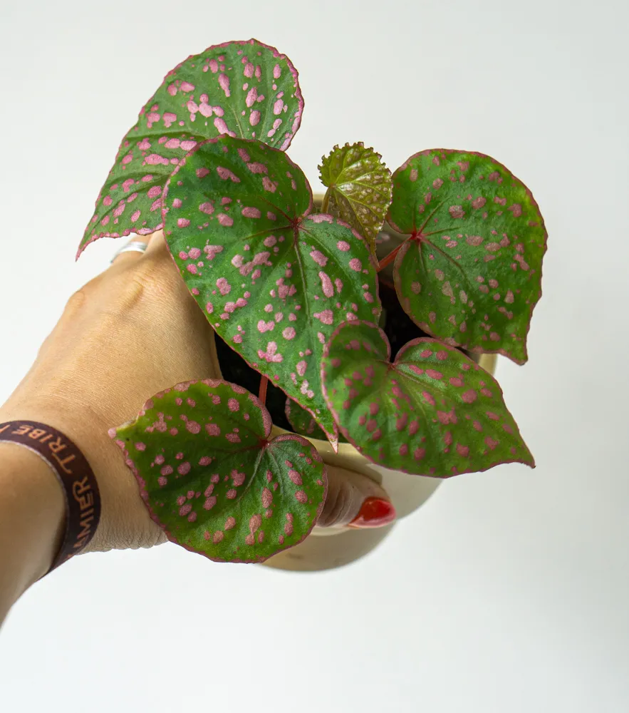 Begonia sp. Muara Wahau
