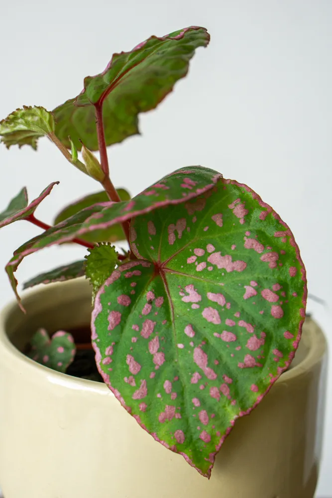 Begonia sp. Muara Wahau