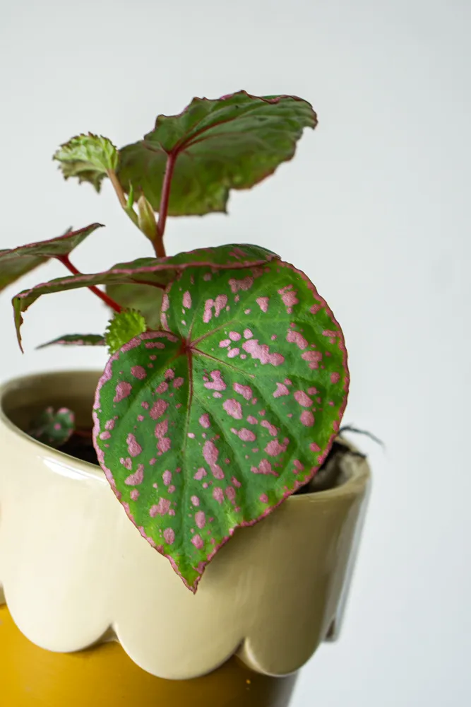 Begonia sp. Muara Wahau