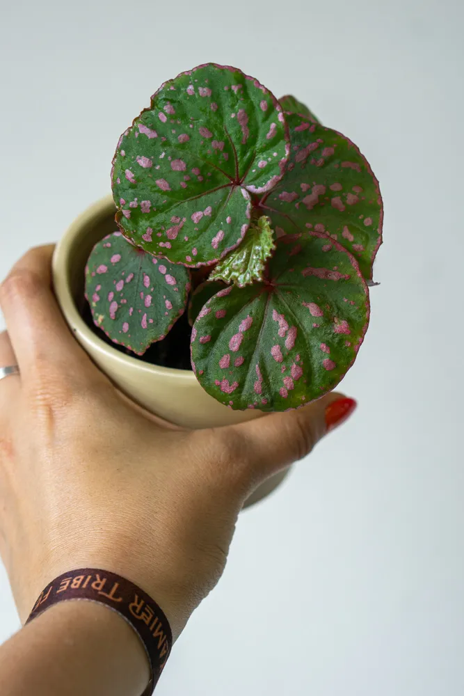 Begonia sp. Muara Wahau