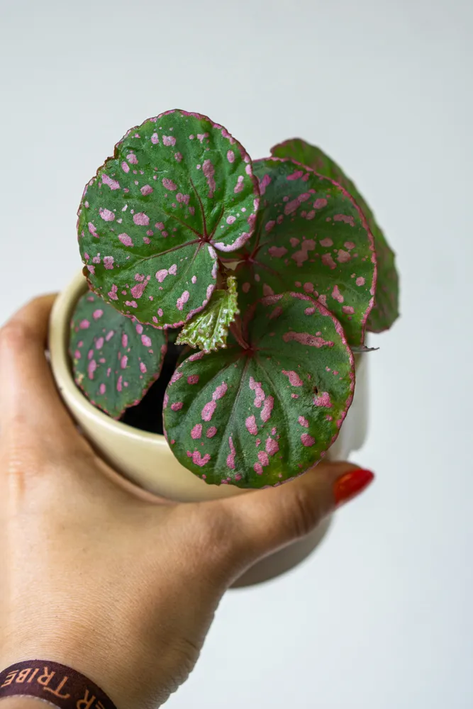 Begonia sp. Muara Wahau