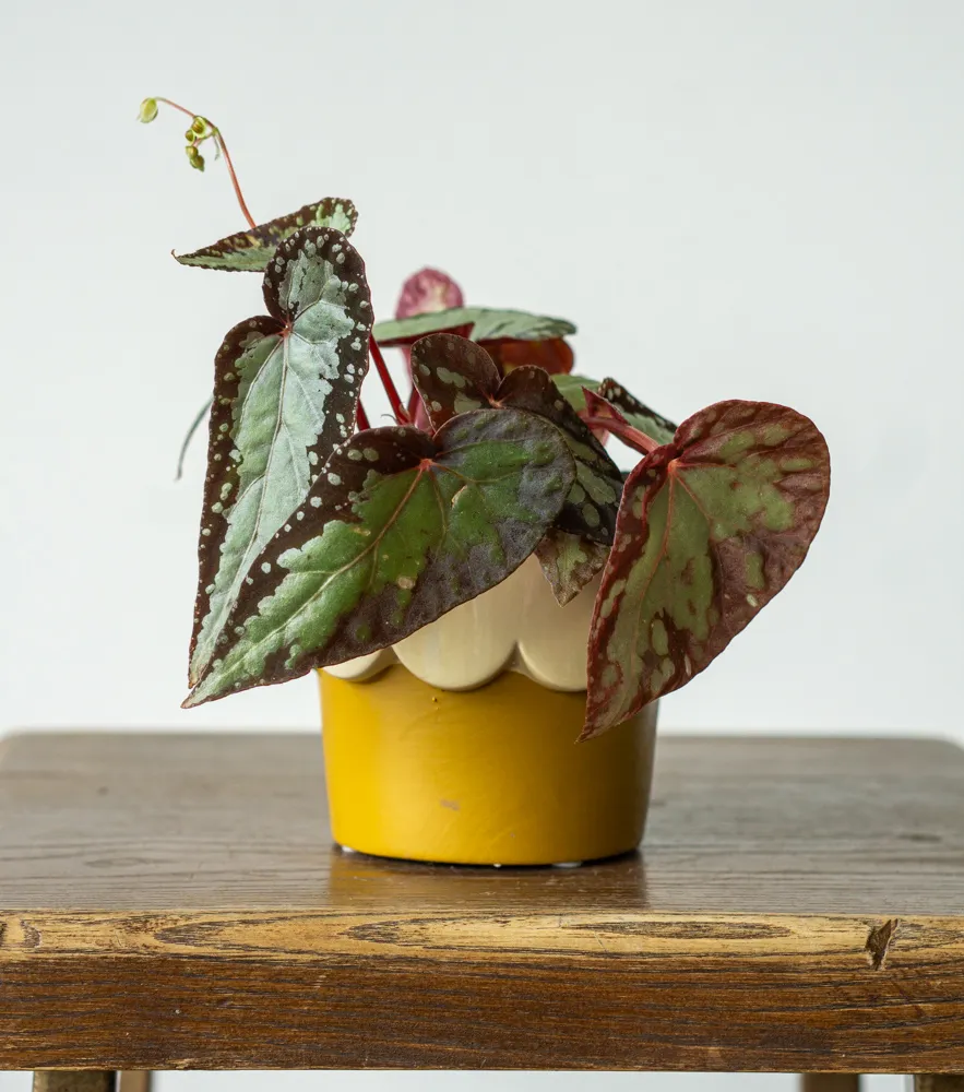 Begonia Silver Moon