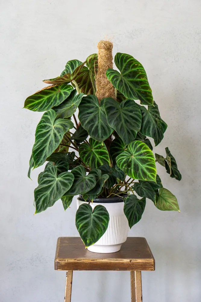 Philodendron Verrucosum XL (1) (mechanické poškodenia)