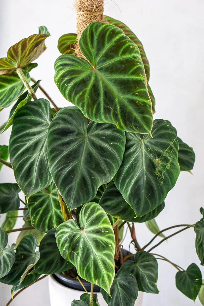 Philodendron Verrucosum XL (1) (mechanické poškodenia)