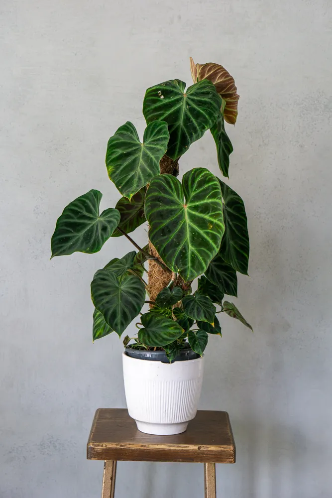 Philodendron Verrucosum XL (3) (mechanické poškodenia)