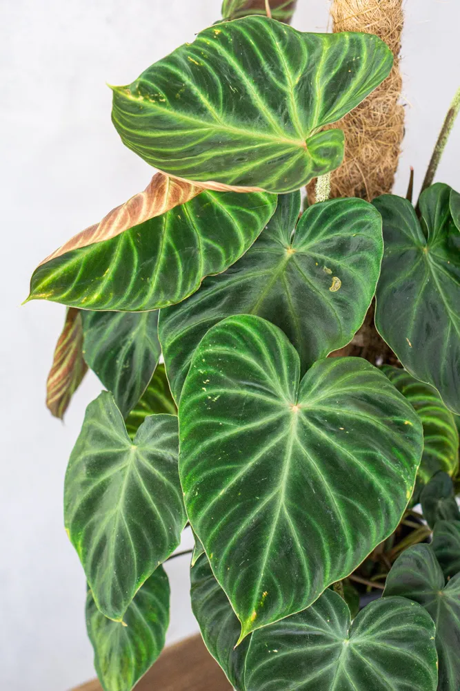Philodendron Verrucosum XL (5) (mechanické poškodenia)