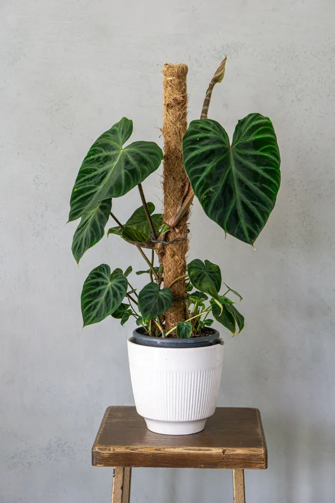 Philodendron Verrucosum XL (4) (mechanické poškodenia)