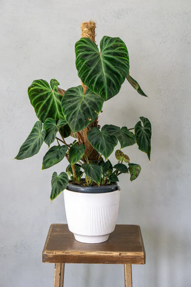 Philodendron Verrucosum XL (5) (mechanické poškodenia)