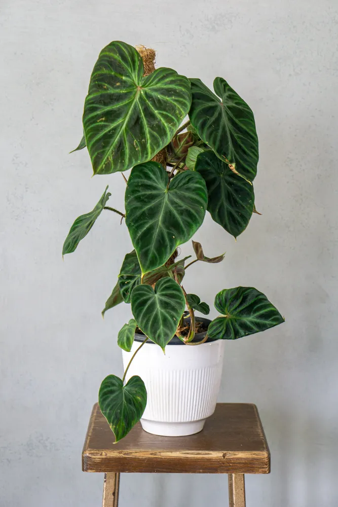 Philodendron Verrucosum XL (6) (mechanické poškodenia)