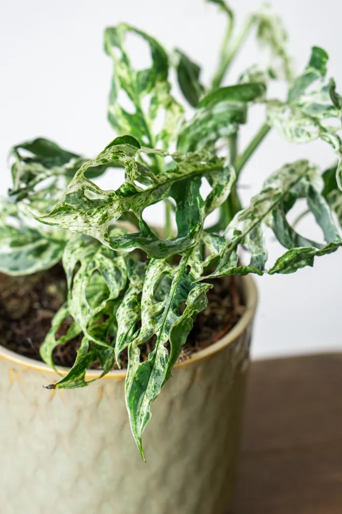 Monstera adansonii Frozen Freckles