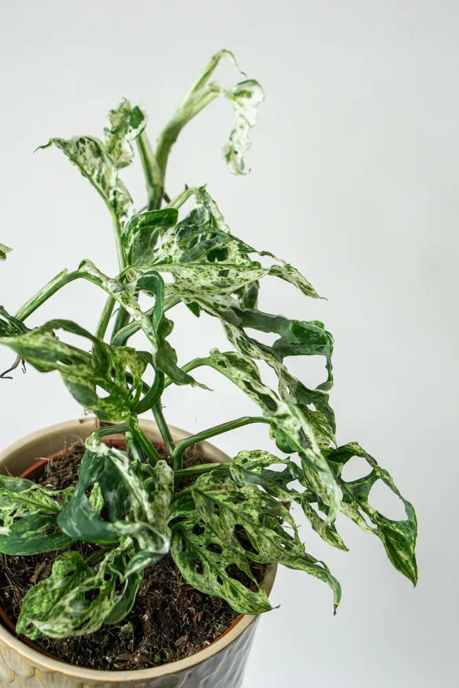 Monstera adansonii Frozen Freckles