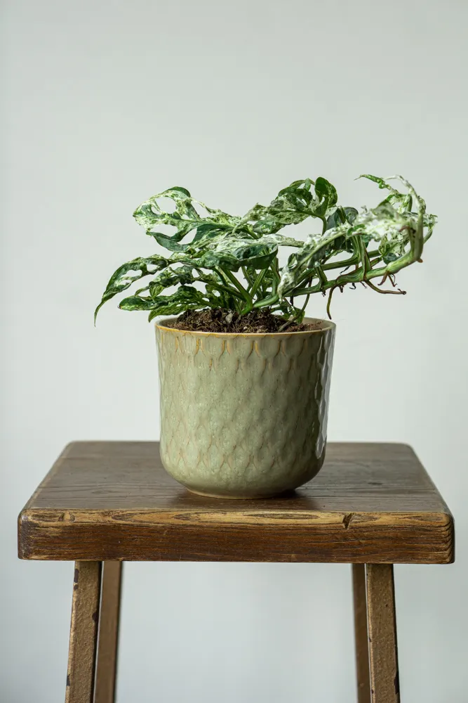 Monstera adansonii Frozen Freckles