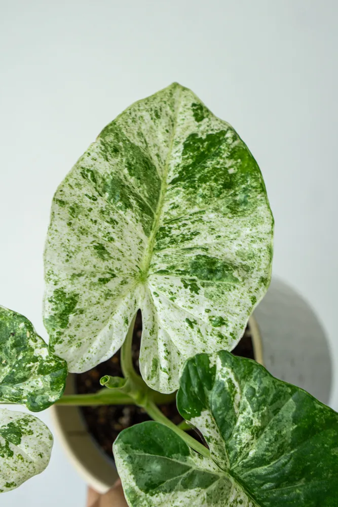 Alocasia macrorrhiza variegata