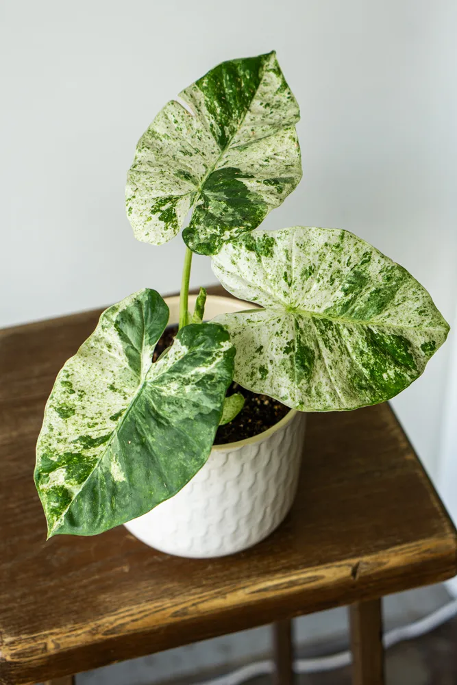 Alocasia macrorrhiza variegata