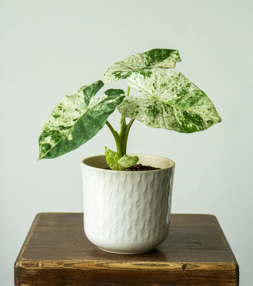 Alocasia macrorrhiza variegata