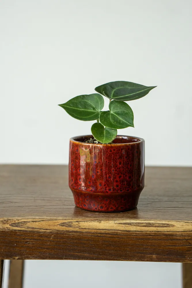 Baby Anthurium Clarinervium