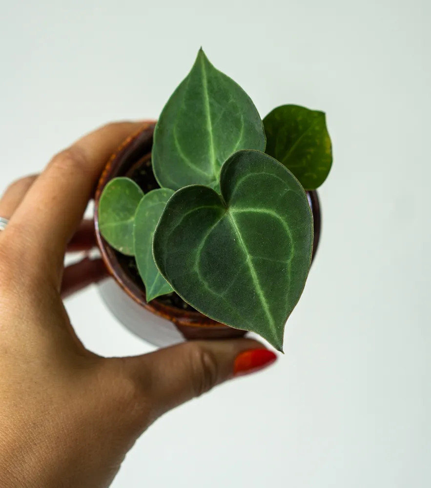 Baby Anthurium Clarinervium