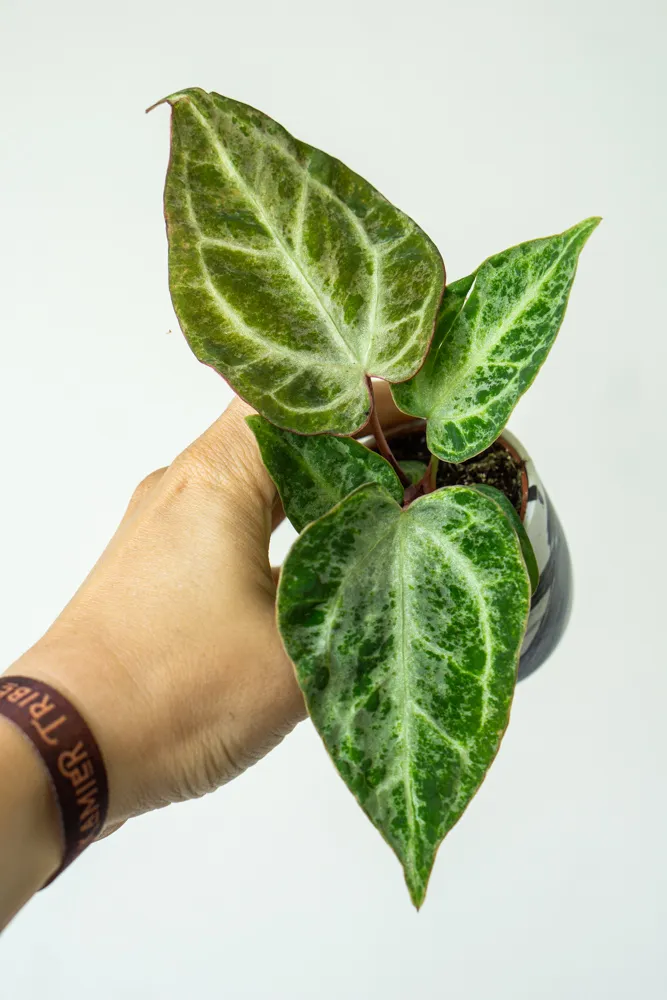 Anthurium Silver Blush Mint (náhodný kus)