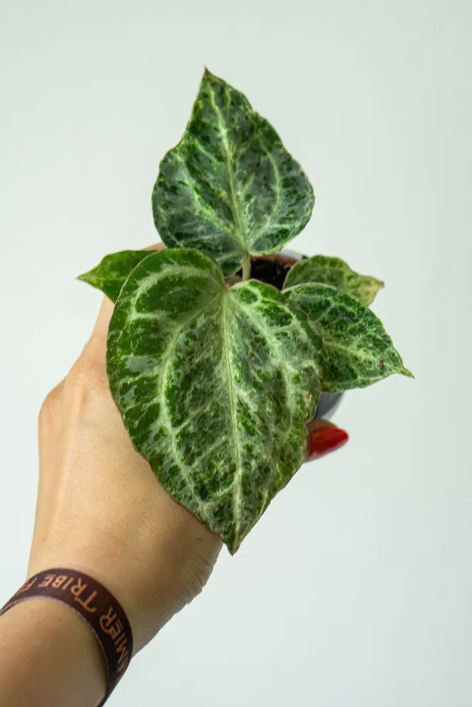 Anthurium Silver Blush Mint (náhodný kus)