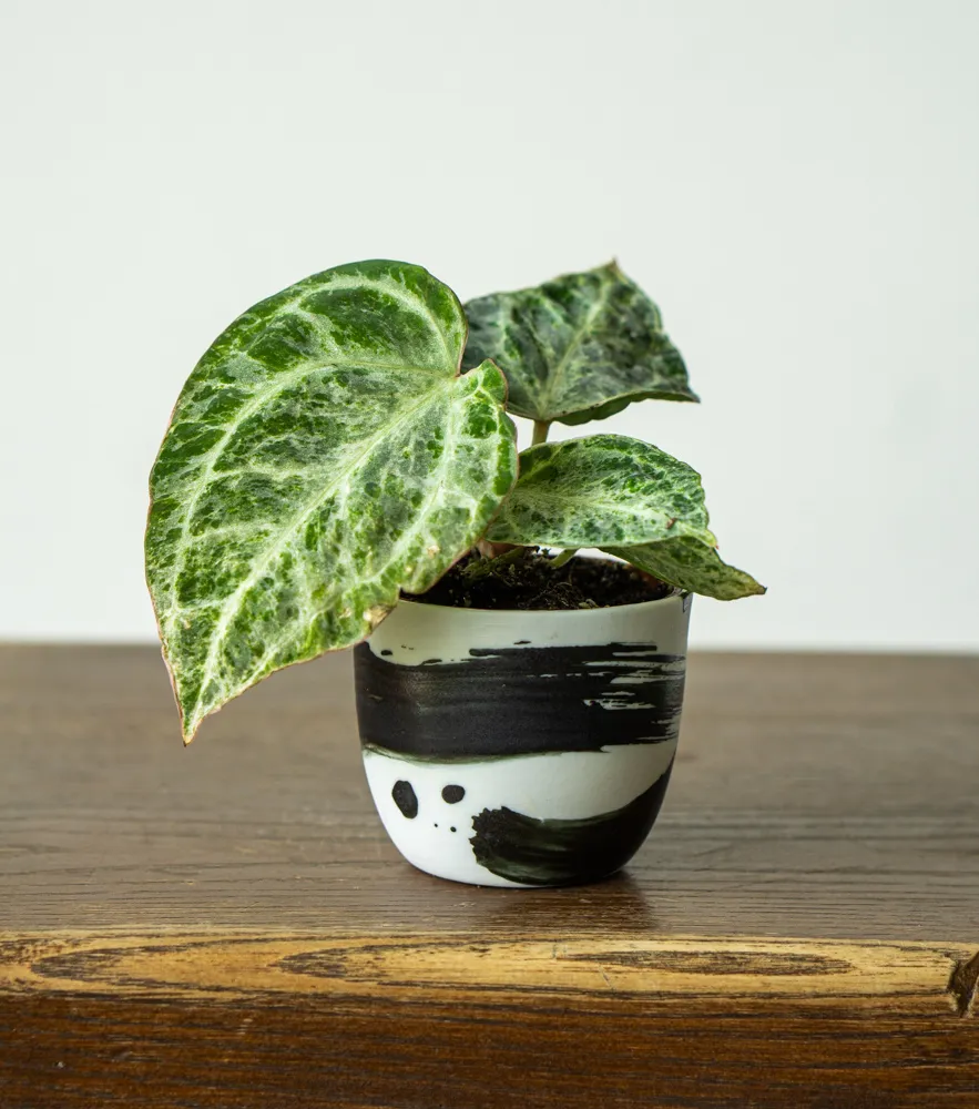 Anthurium Silver Blush Mint (náhodný kus)
