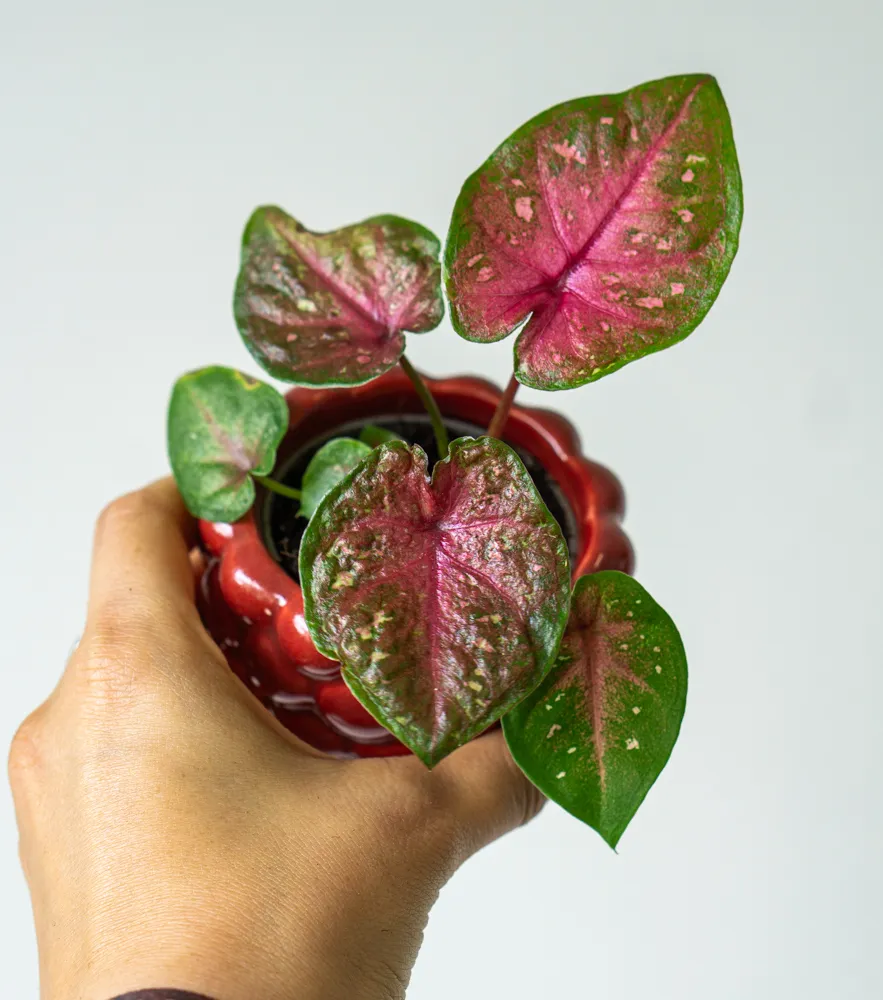 Caladium 'bicolor'