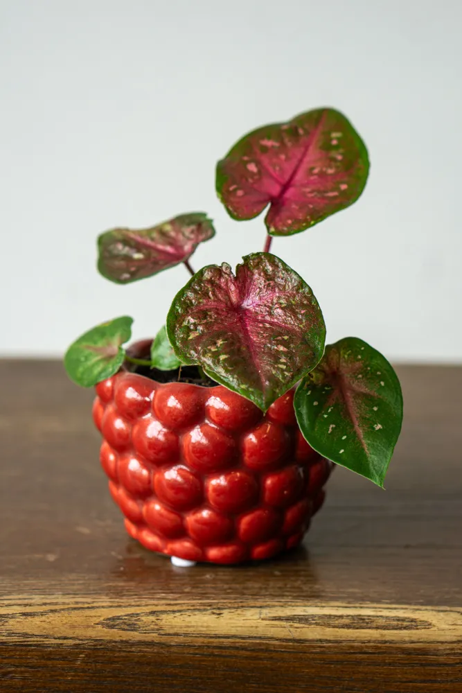 Caladium 'bicolor'