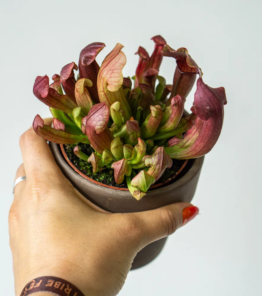 Sarracenia purpurea Maroon - mäsožravka