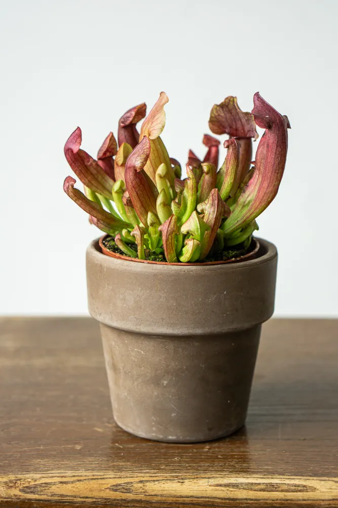 Sarracenia purpurea Maroon - mäsožravka