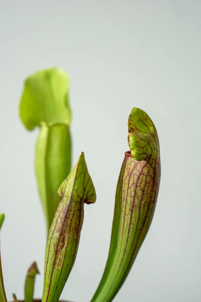 Sarracenia purpurea 'Vogel'- mäsožravka