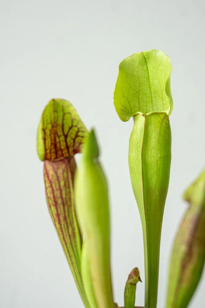 Sarracenia purpurea 'Vogel'- mäsožravka