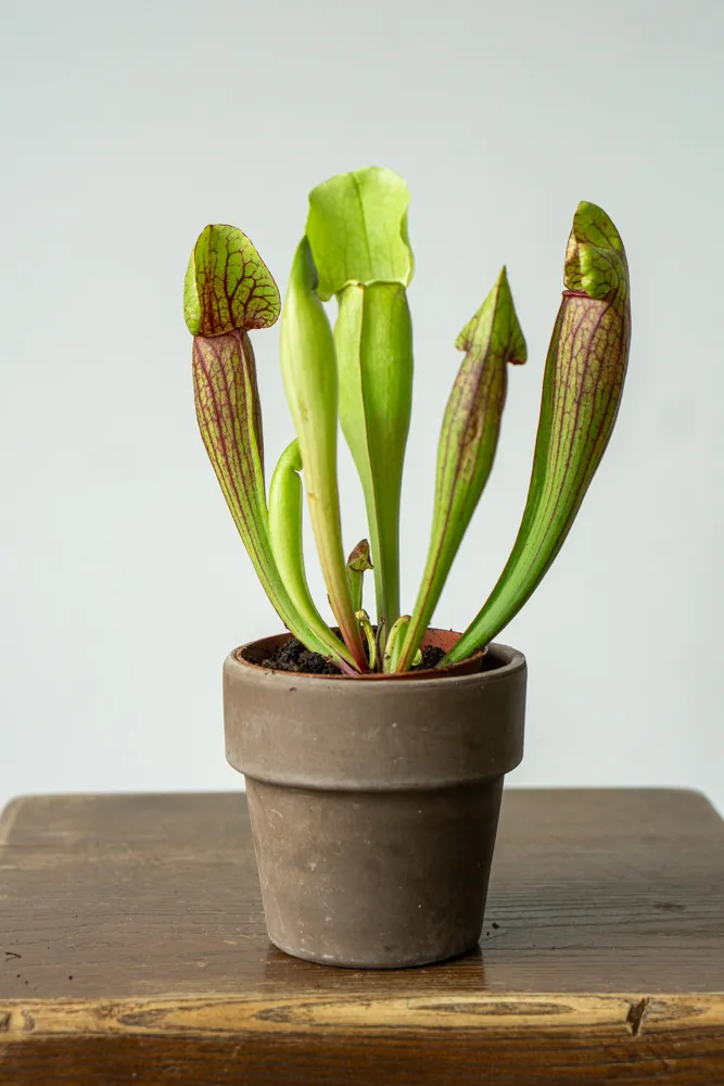 Sarracenia purpurea 'Vogel'- mäsožravka