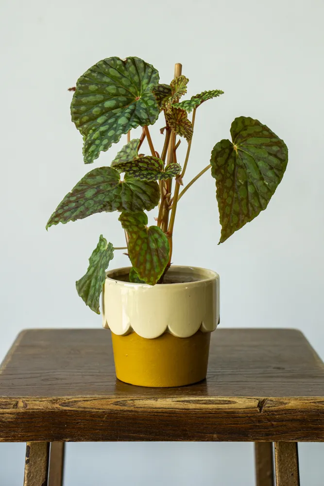 Begonia Chlorosticta