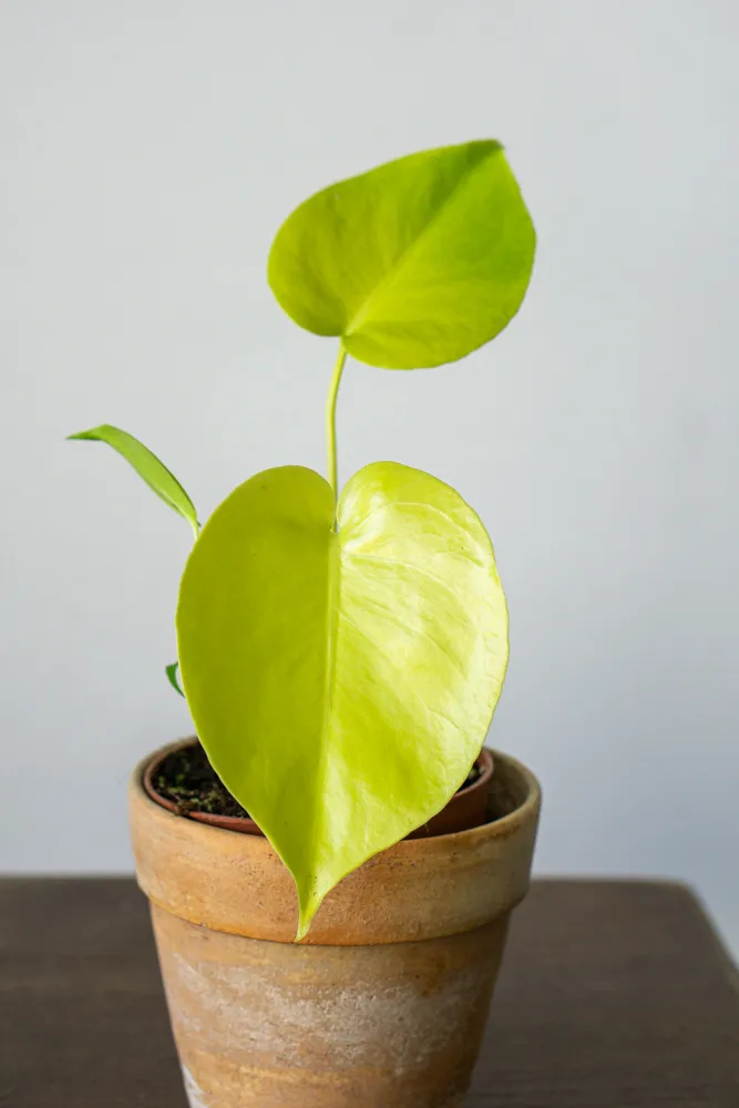 Monstera Deliciosa Lemon Lime 🍋